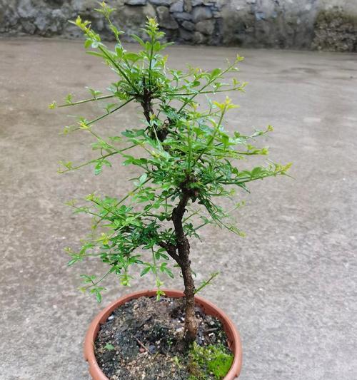 迎春花怎么养根？（揭秘迎春花的养殖技巧，让您的花园更美丽！）-第1张图片-绿意生活