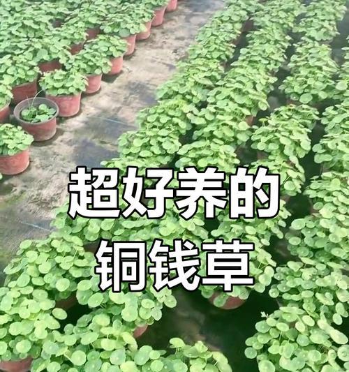 铜钱草水培的养殖技巧（轻松掌握铜钱草水培，打造绿意盎然的家居环境）-第2张图片-绿意生活