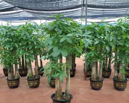 发财树栽种方法与注意事项（成功种植发财树，让您家里拥有绿色财运）-第1张图片-绿意生活
