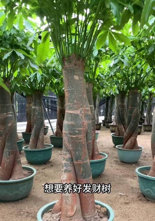 发财树栽种方法与注意事项（成功种植发财树，让您家里拥有绿色财运）-第2张图片-绿意生活
