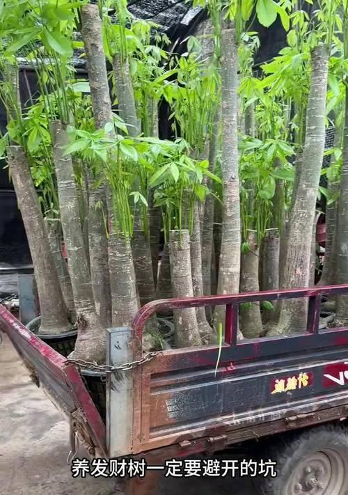 发财树栽种方法与注意事项（成功种植发财树，让您家里拥有绿色财运）-第3张图片-绿意生活