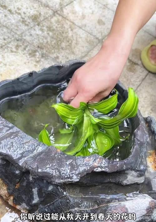 挑战与机遇（探索巴西铁木茂盛生长的关键因素及策略）-第3张图片-绿意生活