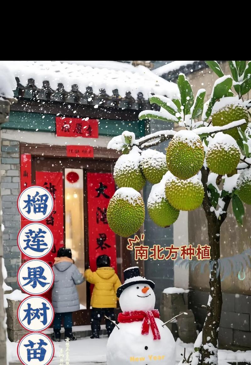 广西可种榴莲树，丰收美味无比（探究广西榴莲树种植现状及栽培技巧）-第1张图片-绿意生活
