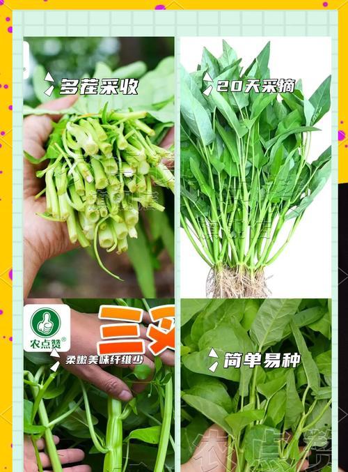 空心菜病虫害防治技术（预防常见病虫害，让空心菜健康成长）-第1张图片-绿意生活