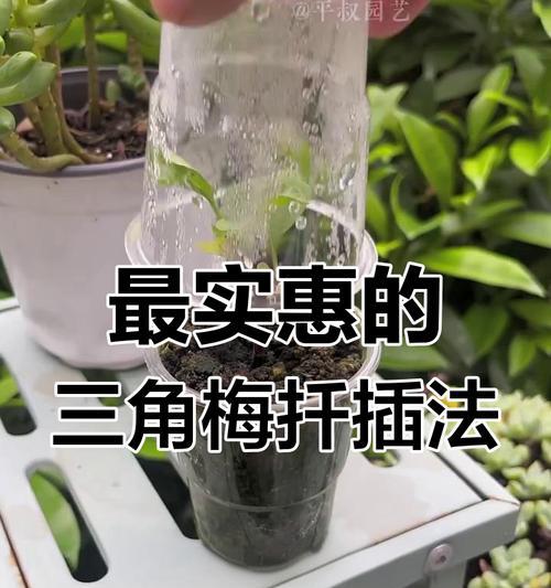 三角梅的扦插方法与技巧（从挑选插条到栽培护理，掌握三角梅扦插的关键步骤）-第1张图片-绿意生活