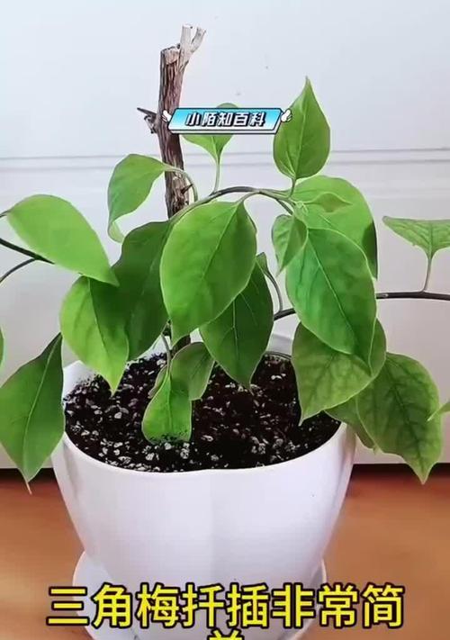 三角梅的扦插方法与技巧（从挑选插条到栽培护理，掌握三角梅扦插的关键步骤）-第2张图片-绿意生活