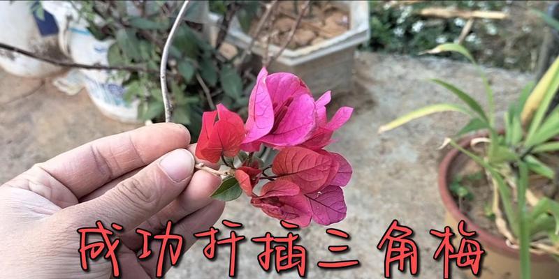 三角梅的扦插方法与技巧（从挑选插条到栽培护理，掌握三角梅扦插的关键步骤）-第3张图片-绿意生活
