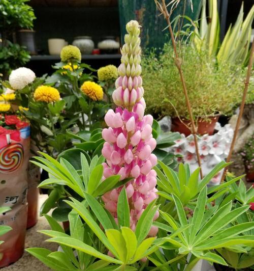 鲁冰花开花频率剖析（一年开几次花？探究鲁冰花开花规律）-第3张图片-绿意生活