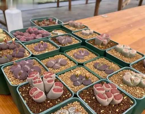 生石花过长怎么办？（防止生石花过度生长的有效方法）-第1张图片-绿意生活