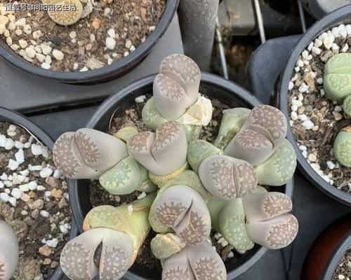 生石花过长怎么办？（防止生石花过度生长的有效方法）-第2张图片-绿意生活