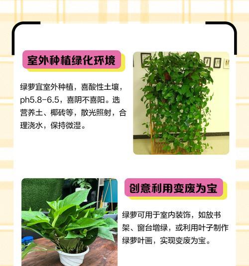 绿萝茎发黑的治疗方法（有效防治绿萝茎发黑的措施）-第1张图片-绿意生活