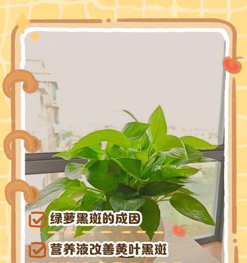 绿萝茎发黑的治疗方法（有效防治绿萝茎发黑的措施）-第2张图片-绿意生活