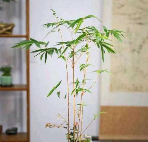 冬天养殖观音竹的方法与注意事项（保暖、浇水、光照是关键，让观音竹在寒冷的冬天健康茁壮成长）-第1张图片-绿意生活