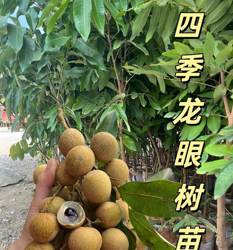 如何种植健康的盆栽桂圆？（掌握这些窍门，让你的桂圆健康成长！）-第2张图片-绿意生活
