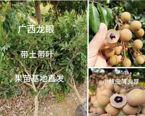 如何种植健康的盆栽桂圆？（掌握这些窍门，让你的桂圆健康成长！）-第1张图片-绿意生活