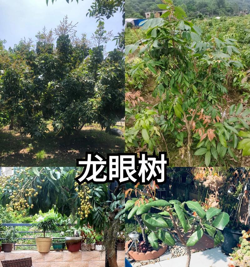 如何种植健康的盆栽桂圆？（掌握这些窍门，让你的桂圆健康成长！）-第3张图片-绿意生活