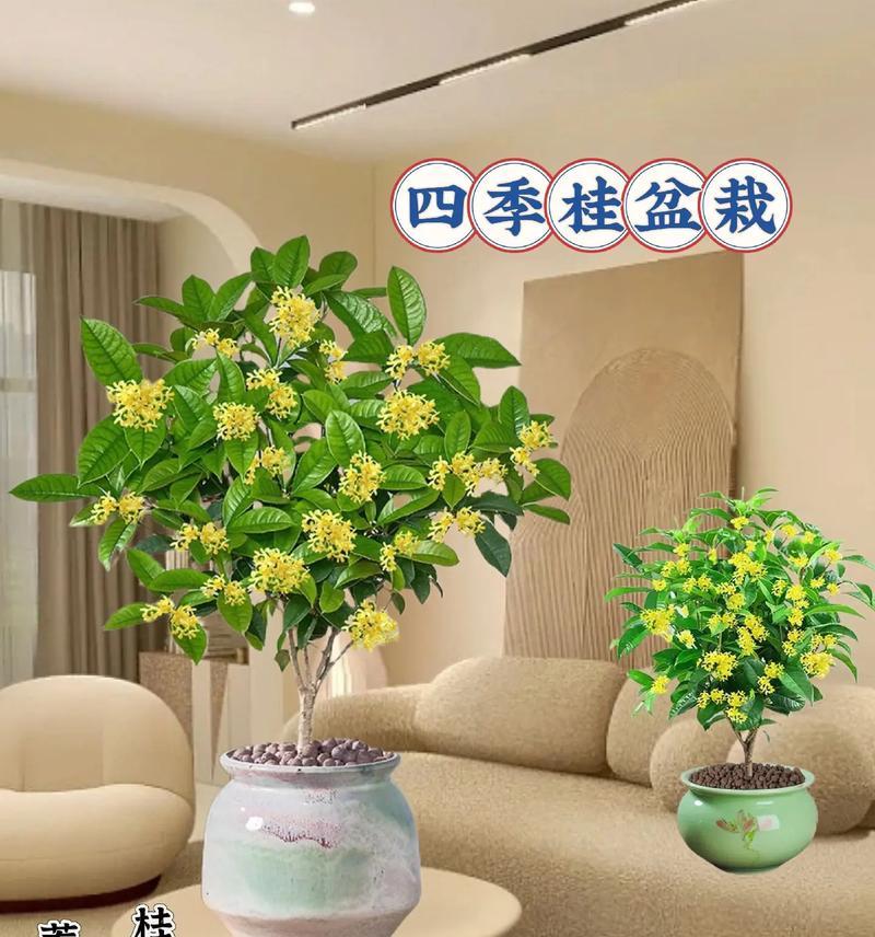 如何养护盘桂花，打造美丽花园（-盘桂花，养护技巧）-第1张图片-绿意生活