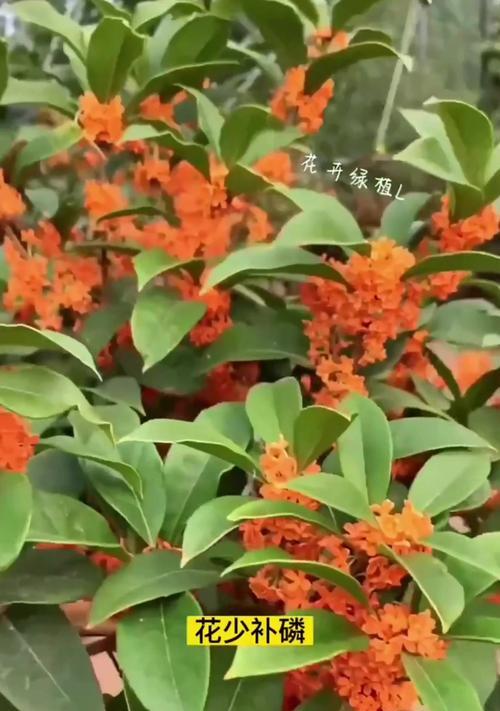 如何养护盘桂花，打造美丽花园（-盘桂花，养护技巧）-第2张图片-绿意生活