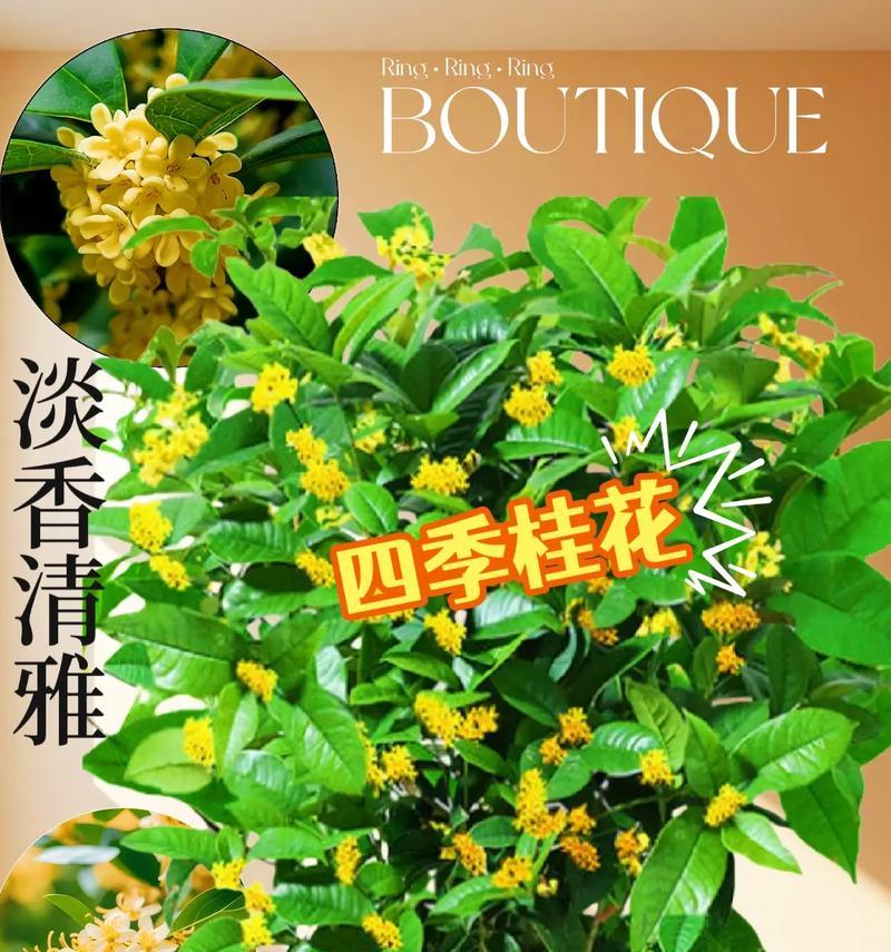 如何养护盘桂花，打造美丽花园（-盘桂花，养护技巧）-第3张图片-绿意生活
