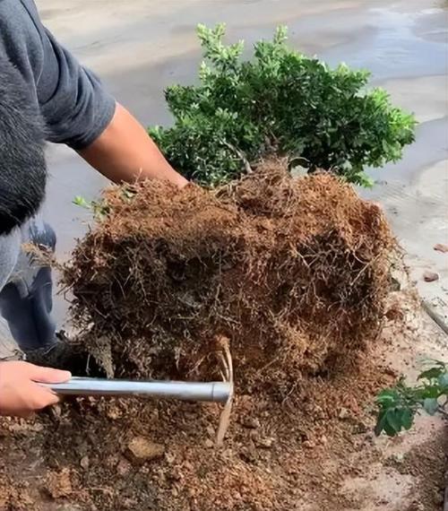 解决罗汉松生虫问题的方法（探索有效防治罗汉松生虫的策略与技巧）-第2张图片-绿意生活