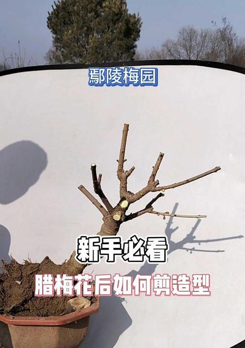 修剪高过度的刺梅（让刺梅重新焕发生机，合理修剪是关键）-第2张图片-绿意生活