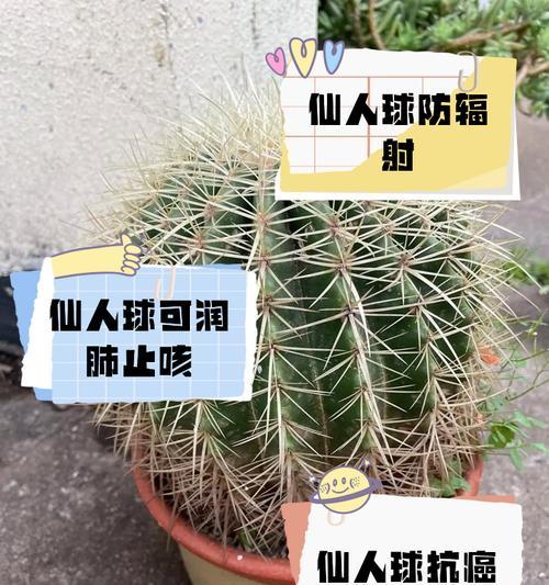 怎样扔掉烂掉的仙人球（仙人球腐烂时该如何妥善处理）-第3张图片-绿意生活