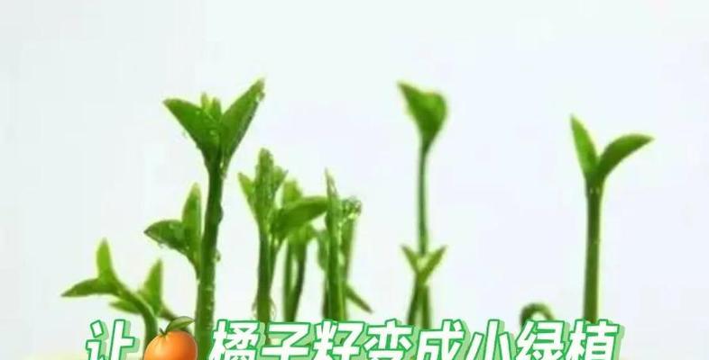 橘子籽发芽的方法与技巧（利用剩下的橘子籽，种出健康的橘子树，享受自家果园的乐趣）-第1张图片-绿意生活