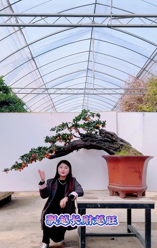 黄金果盆栽-第3张图片-绿意生活
