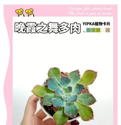 落花之舞（掌握关键技巧，让花朵绽放优雅姿态）-第1张图片-绿意生活