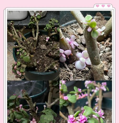 落花之舞（掌握关键技巧，让花朵绽放优雅姿态）-第2张图片-绿意生活