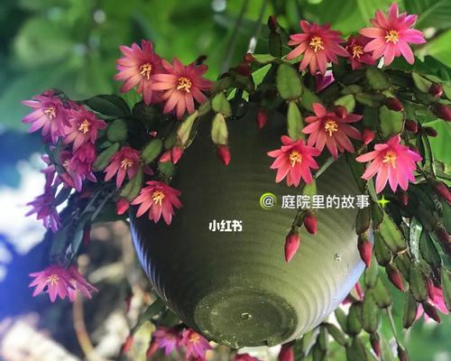 落花之舞（掌握关键技巧，让花朵绽放优雅姿态）-第3张图片-绿意生活