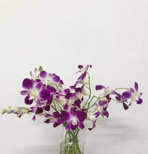 如何正确水养鲜切花洋兰（从水的温度到养护方法，全面解读鲜切花洋兰的水养技巧）-第3张图片-绿意生活