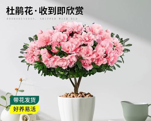 室内盆栽养护指南（打造绿意盎然的室内花园）-第2张图片-绿意生活