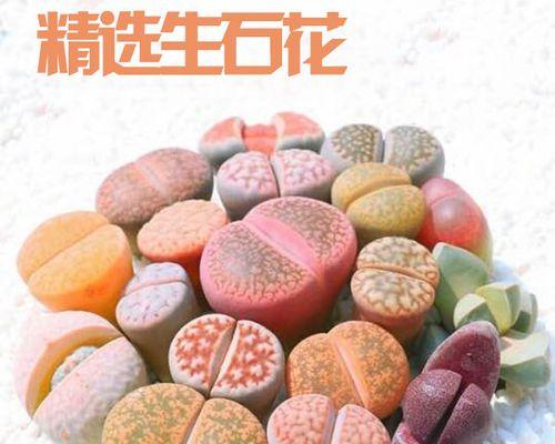 室内盆栽养护指南（打造绿意盎然的室内花园）-第1张图片-绿意生活