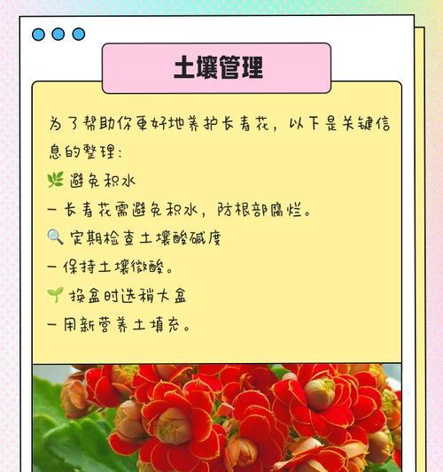 长寿花换土指南（如何为长寿花换土及选用合适的土壤）-第1张图片-绿意生活
