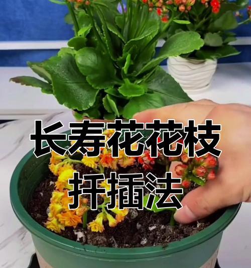 长寿花换土指南（如何为长寿花换土及选用合适的土壤）-第2张图片-绿意生活