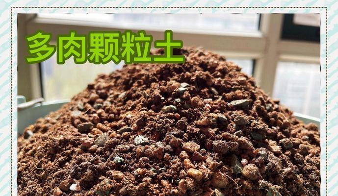 长寿花换土指南（如何为长寿花换土及选用合适的土壤）-第3张图片-绿意生活