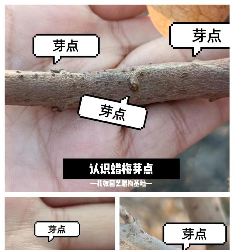 冬梅花修剪的技巧与方法（打造美丽冬季花园的必备知识）-第1张图片-绿意生活