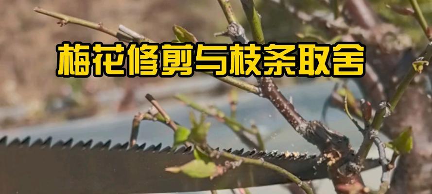 冬梅花修剪的技巧与方法（打造美丽冬季花园的必备知识）-第2张图片-绿意生活