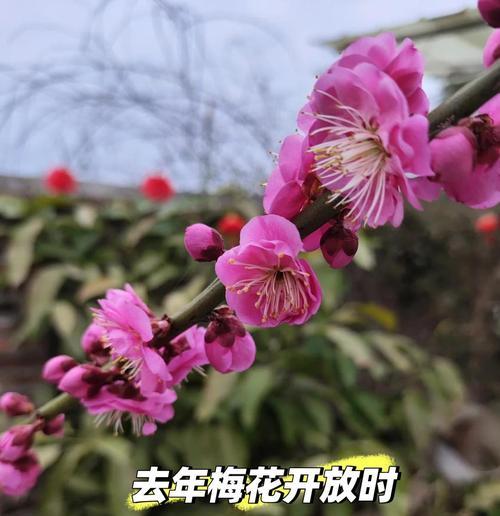 冬梅花修剪的技巧与方法（打造美丽冬季花园的必备知识）-第3张图片-绿意生活