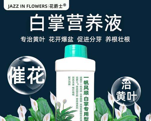 白掌水培黄叶原因与解决方法（水培中白掌出现黄叶的常见原因及解决办法）-第1张图片-绿意生活