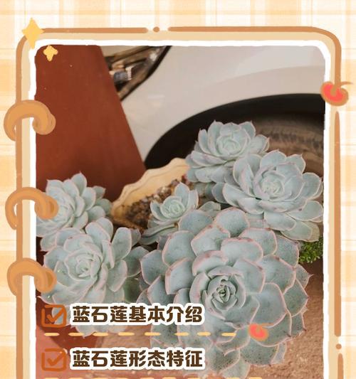 以蓝粉台阁的养护秘籍（打造美丽健康的以蓝粉台阁）-第1张图片-绿意生活
