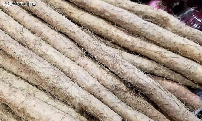 山药种植指南（选择合适的季节，让山药收获满满！）-第1张图片-绿意生活