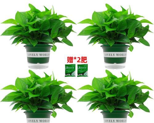如何正确养护加仑花盆绿萝（室内绿植的养护秘籍，让你的绿萝健康成长）-第1张图片-绿意生活