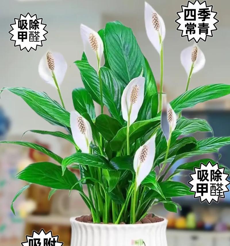 水培白掌的冬季养护指南（让白掌健康度过寒冷的冬天）-第1张图片-绿意生活