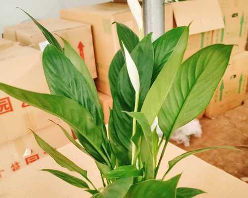 水培白掌的冬季养护指南（让白掌健康度过寒冷的冬天）-第2张图片-绿意生活