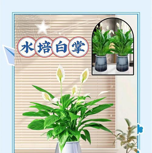 水培白掌的冬季养护指南（让白掌健康度过寒冷的冬天）-第3张图片-绿意生活