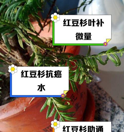 红豆杉叶子黄干的原因及解决办法（探究红豆杉叶子黄干的主要原因，提供有效的解决办法）-第1张图片-绿意生活