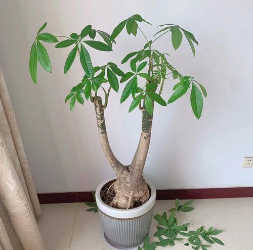 以发财树自动脱盆的方法（让您的发财树自由呼吸，焕发生机）-第2张图片-绿意生活