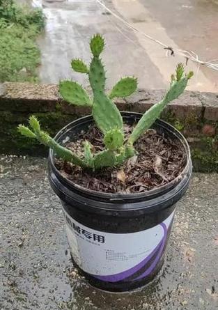 仙人掌棒（打造个性化的仙人掌棒，你需要了解的一切知识）-第1张图片-绿意生活